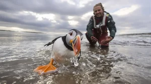 Après l’hécatombe hivernale, les macareux rescapés regagnent l’Atlantique, voici pourquoi