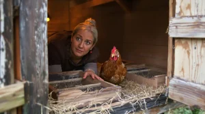 Fini les œufs au quotidien : cette erreur de printemps empêche vos poules de pondre
