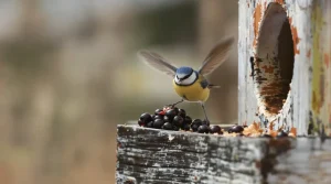 Jardin : redoutables contre les nuisibles, les mésanges raffolent de ce fruit oublié