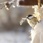 “Les oiseaux vont vous dire merci !” : ce DIY à faire en 10 secondes va leur être d’un précieux secours cet hiver
