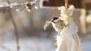 “Les oiseaux vont vous dire merci !” : ce DIY à faire en 10 secondes va leur être d’un précieux secours cet hiver