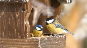 Mésange bleue ou mésange charbonnière : les différences à connaître pour enfin les reconnaître