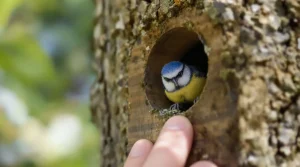 Nichoirs au printemps : ces faux pas sur nos oiseaux du jardin ruinent la nidification, voici pourquoi