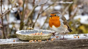 Rouges-gorges : ces deux aliments tout simples au jardin cet hiver les font revenir encore et encore chez vous